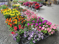 新鮮なお野菜を...