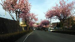 今年も綺麗に咲...
