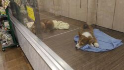 お店奥はペット...