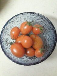 新鮮な野菜は嬉...