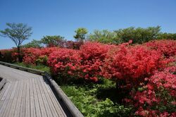 本日数年ぶりに...