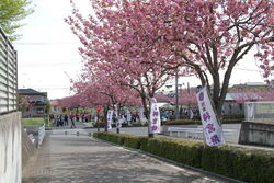 毎年ここの桜を...