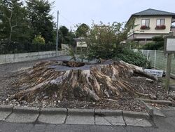 散歩の途中に時...