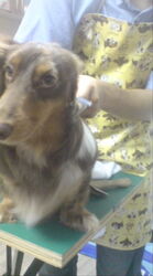 私の愛犬・ミニ...