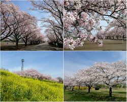 【お花見】特集...