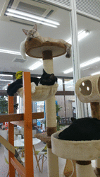 下川俣にオープ...