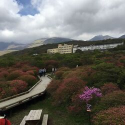 満開には少し早...