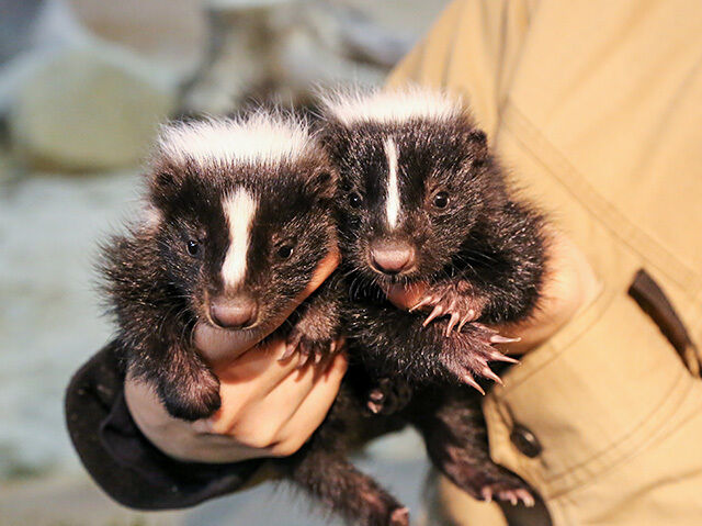 那須どうぶつ王国 アジアの森 那須町 遊園地 動物園