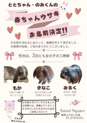動物ふれあい広場 プレイノール　うさぎの赤ちゃん産まれました‼