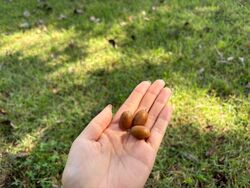 秋のはじまり発見