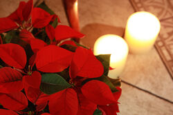 X'MASディナー予約承ります