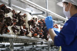 ”いま”　きくらげが食べごろです