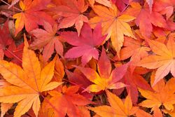 【10月のお休み】