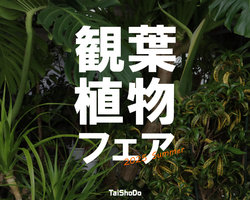 TaiShoDo 観葉植物フェア、開催中！
