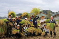 米の稲刈りが行われました