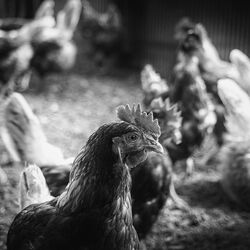 安全で衛生的「GPセンター」を 自社完備！箱庭たまごの品質へのこだわり✨️