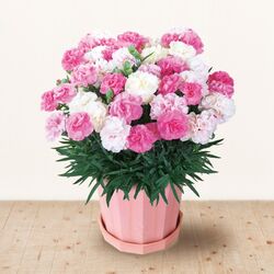 ☆もうすぐ母の日(^^♪