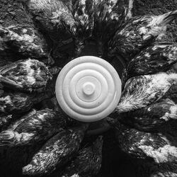 安心安全『アニマルウェルフェア』を大切にしています✨️