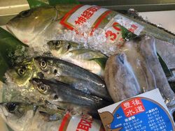 豊後水道から直送！