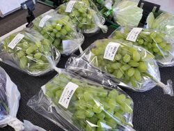 ゴールドフィンガー入荷情報！！！