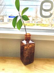 △▼　３月のお休み　▼△