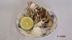 暑い夏には冷やし舞茸！きのこを食べて熱中症対策に！