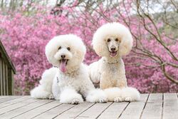 ★本日の愛犬★ロワとアミ