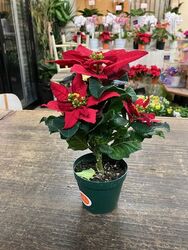 小さなポインセチアの鉢植えプレゼント!!