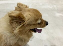 看板犬だけどレアキャラです