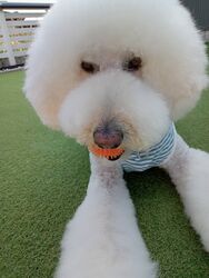☆高齢のワンちゃんのトリミングもお受け致します