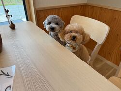 わんちゃんと一緒に一休み♡