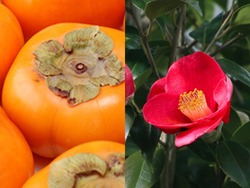 天然素材で人と衣服にやさしく