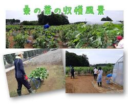CSWおとめの桑の葉