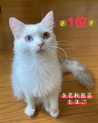猫アレルギーでも安心！