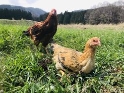 自社で育てた鶏の新鮮な卵を使ってます。