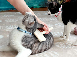 猫との暮らしが叶う★永年保護猫預かり制度
