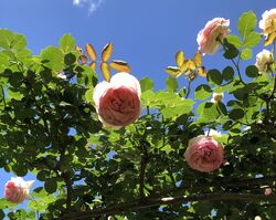 ＜庭木の手入れお任せください＞