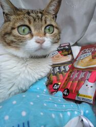 猫好さんが来店してくれます
