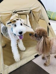 月１開催ワンワン大集合☆KIDS　DAY