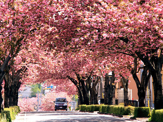 真岡市高間木の八重桜並木 真岡市の樹木 栃ナビ