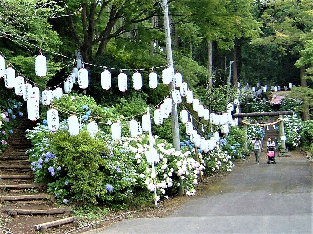 あじさい公園 益子町の植物園 花 神社 仏閣 教会 栃ナビ