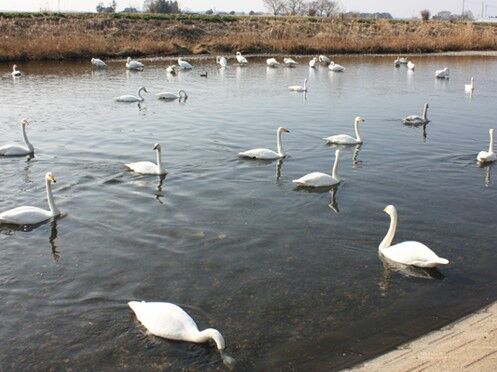 五行川 白鳥飛来地 真岡市の河川 栃ナビ