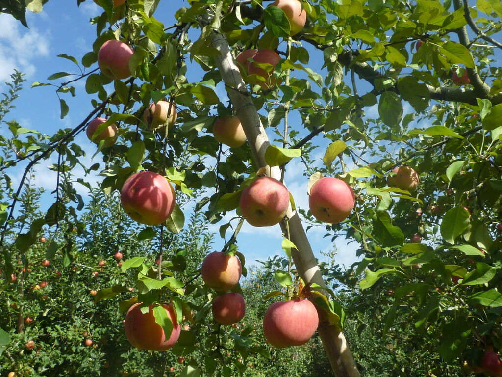 永嶋りんご園 茂木町の果物 野菜狩り 栃ナビ