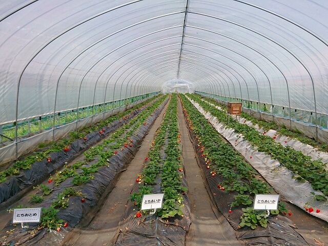 福田いちご園 宇都宮市の果物 野菜狩り 野菜 直売所 栃ナビ 福田いちご園 宇都宮市の果物 野菜狩り 野菜 直売所 栃ナビ