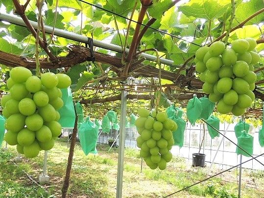 あさや果樹園 宇都宮市の野菜 直売所 果物 野菜狩り 栃ナビ