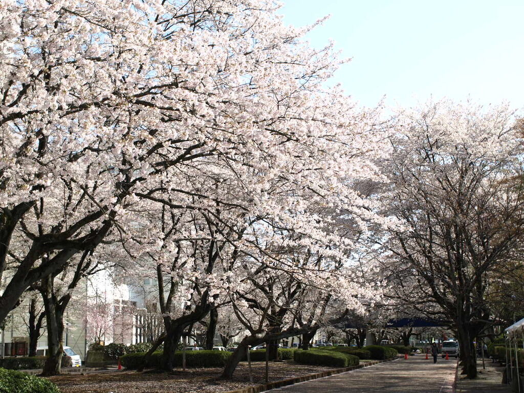 獨協医科大学の桜並木 壬生町の樹木 栃ナビ