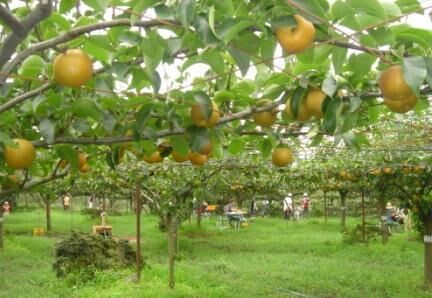 梨狩り 直売 金田果樹園 芳賀町の果物 野菜狩り 栃ナビ