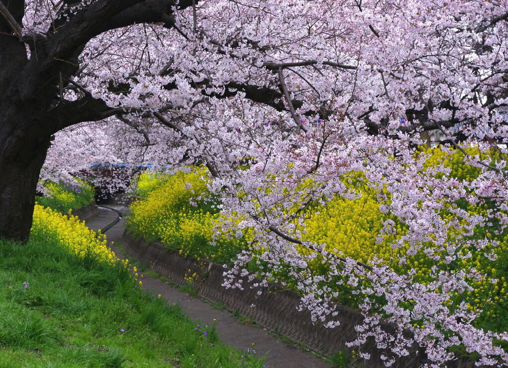 千歳袋川堤の桜と菜の花 足利市の植物園 花 栃ナビ
