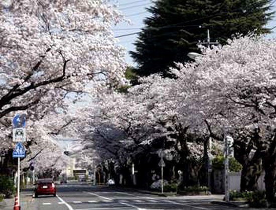 宇都宮大学工学部前の桜並木 宇都宮市の植物園 花 栃ナビ