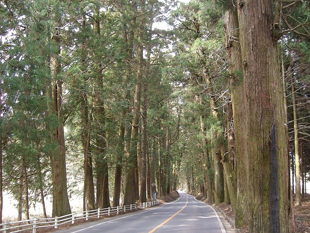 日光例幣使街道の杉並木 日光市の街道 樹木 栃ナビ